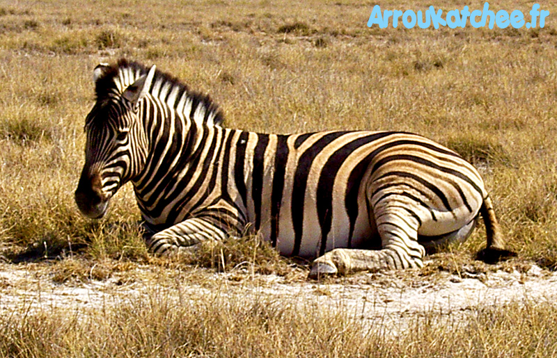 Zebre Etosha